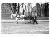 Man-with-Horse-and-Cart-Halifax-NS